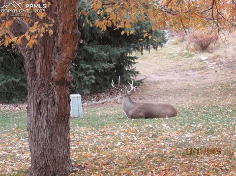 Tiny photo for 290 Cobblestone Drive, Colorado Springs, CO 80906 (MLS # 6251172)