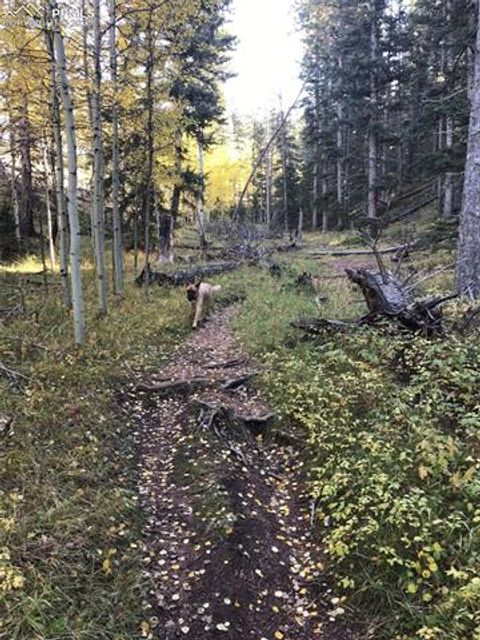 Tiny photo for 277 Deerfield Circle, Florissant, CO 80816 (MLS # 6469648)