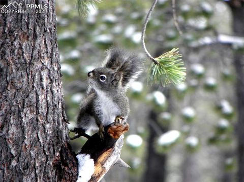 Tiny photo for 277 Deerfield Circle, Florissant, CO 80816 (MLS # 6469648)