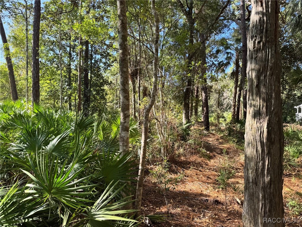 7897 W Stuart Lane, Homosassa, Florida image 6