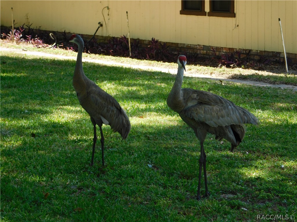 1104 Bloomfield Drive, Inverness, Florida image 7