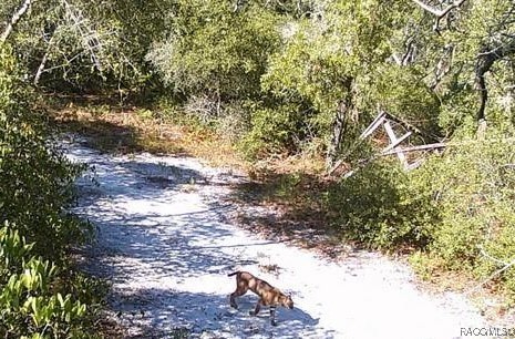 5322 Benton Terrace, Homosassa, Florida image 7
