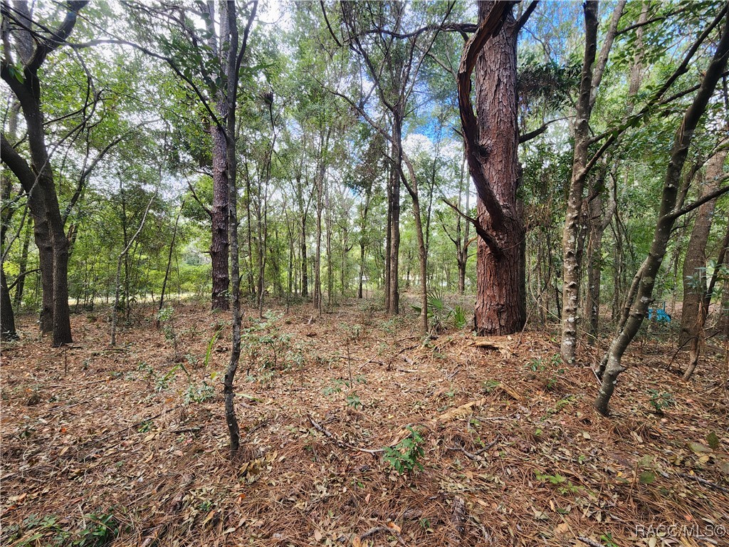 8630 N Catapane Loop, Crystal River, Florida image 8