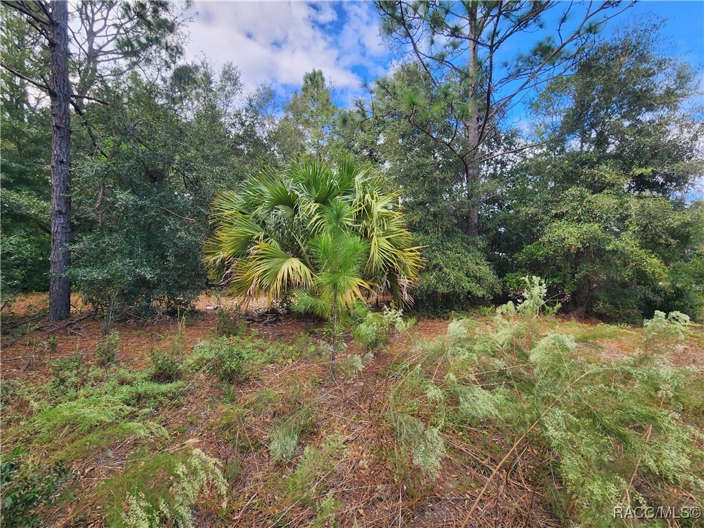 8630 N Catapane Loop, Crystal River, Florida image 11