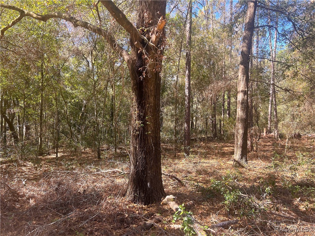 0000 SW 199 Court, Dunnellon, Florida image 5
