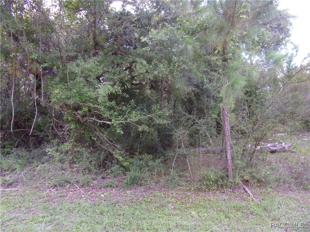 Azalee Avenue, Inglis, Florida image 3