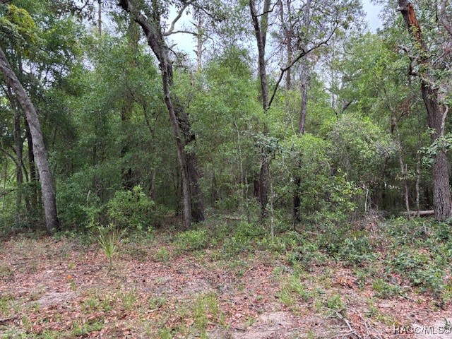 8949 N Cortlandt Drive, Citrus Springs, Florida image 4