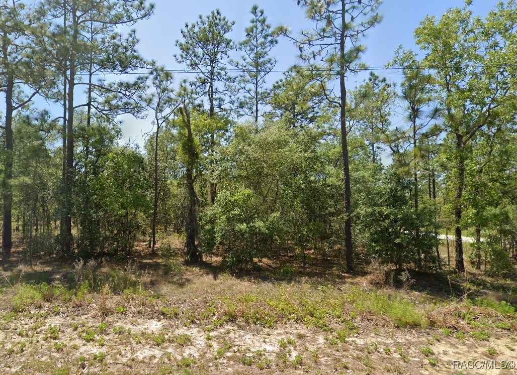NW Buena Vista Road, Dunnellon, Florida image 1