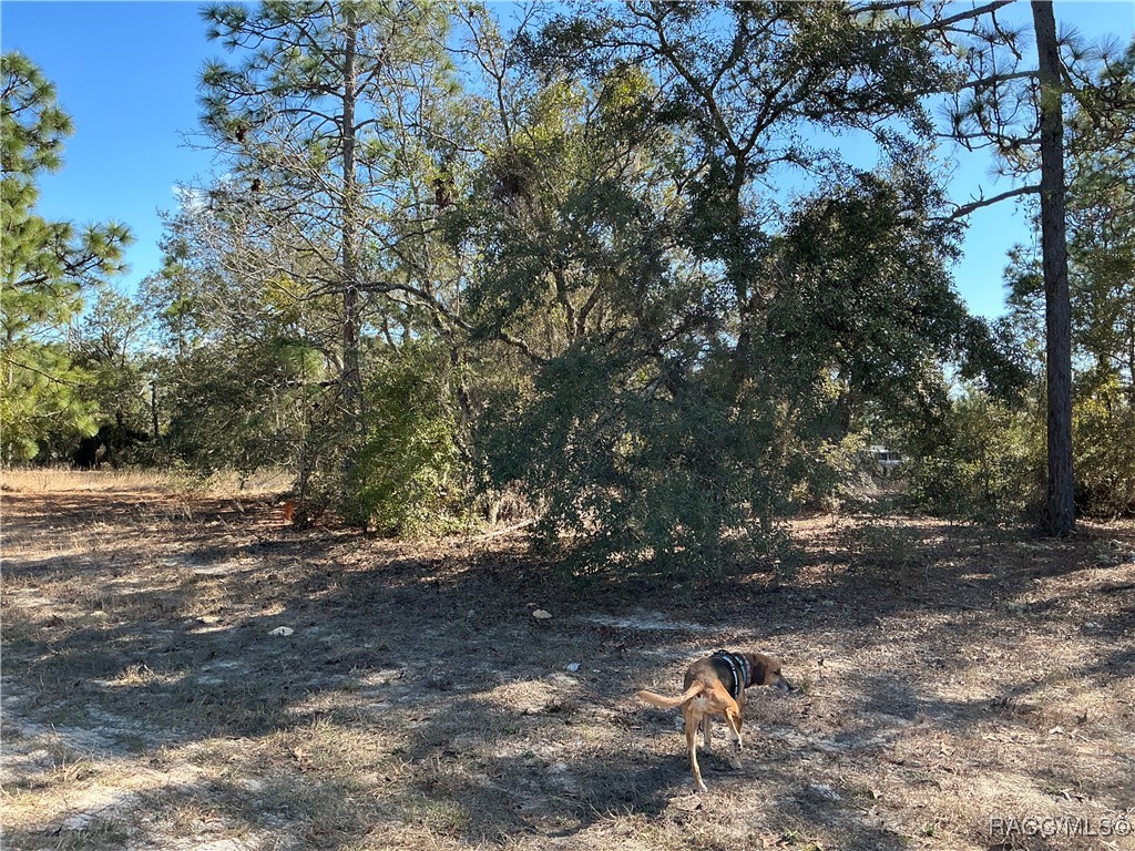 2788 W Deltona Boulevard, Citrus Springs, Florida image 2
