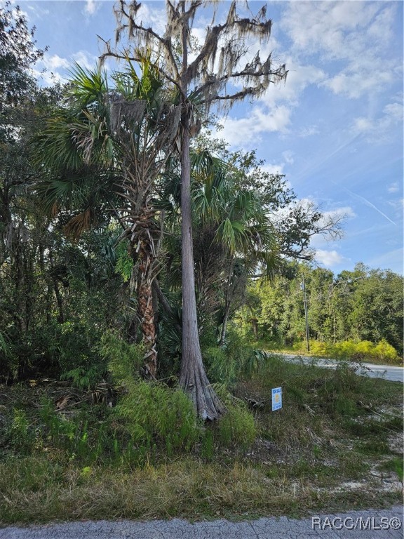 12646 W Cypress Vine Lane, Crystal River, Florida image 5