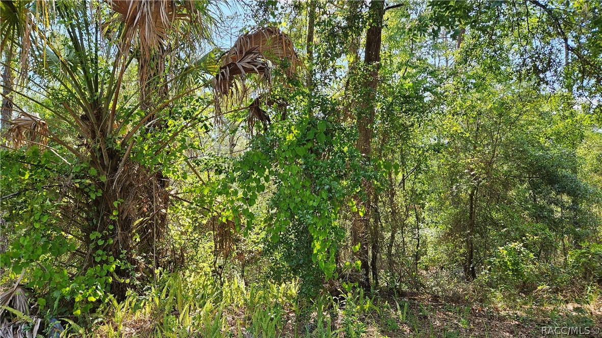 Lot 12 SW 87th Circle, Ocala, Florida image 11