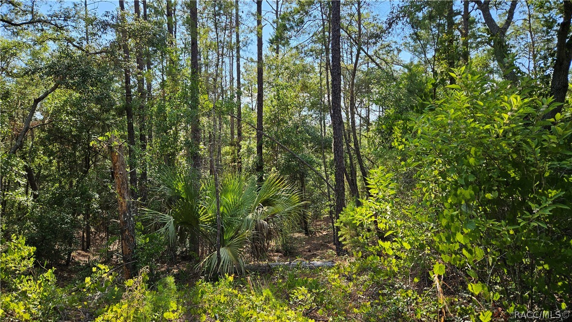 Lot 12 SW 87th Circle, Ocala, Florida image 9