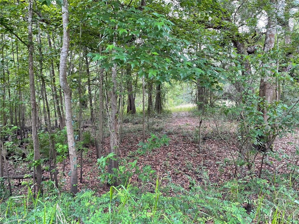 TBD Cortez Boulevard, Dade City, New York image 3