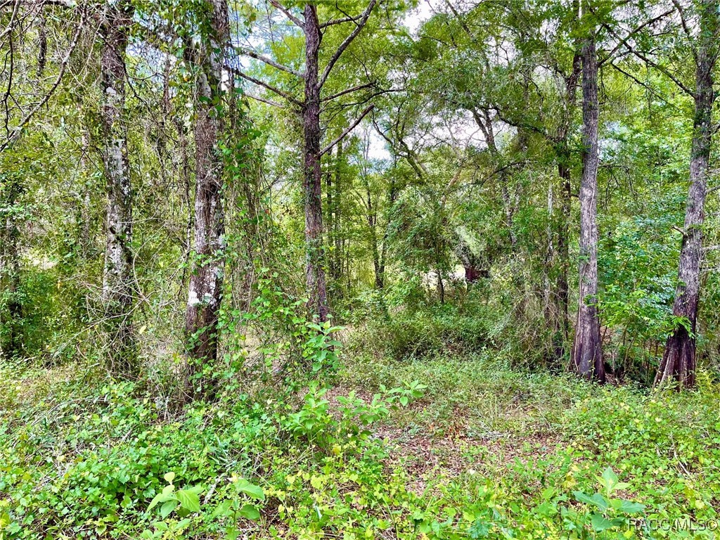 TBD Cortez Boulevard, Dade City, New York image 5