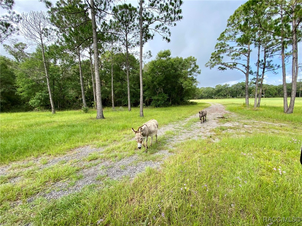 6557 N Bugbee Point, Crystal River, Florida image 8