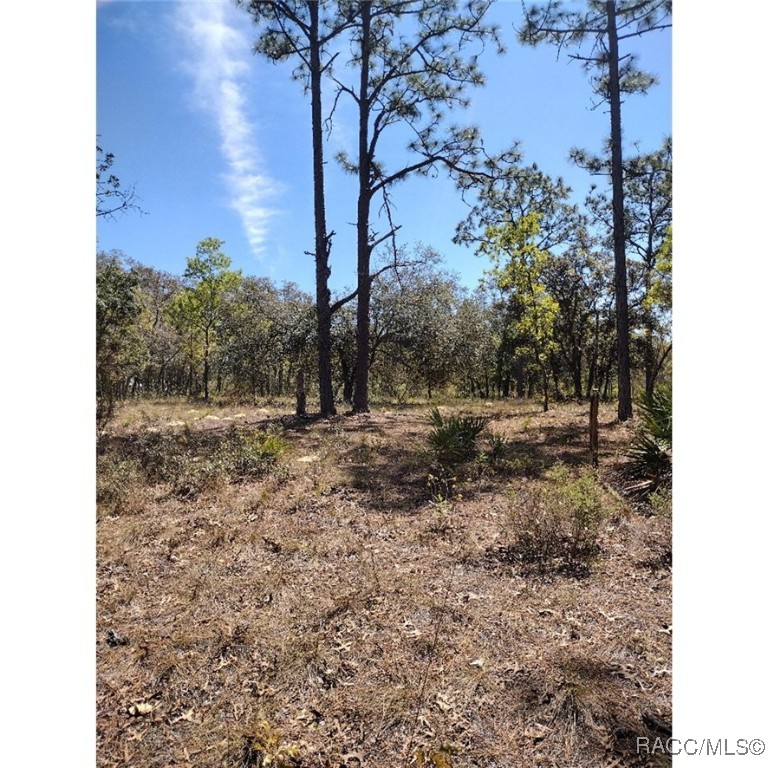 8486 N Calcutta Avenue, Dunnellon, New York image 3