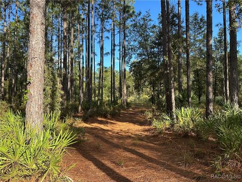 3960 N Buckhorn Drive Beverly Hills FL 34465