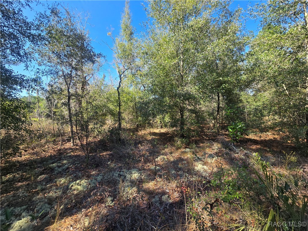 8365 N Ibsen Drive, Citrus Springs, New York image 7