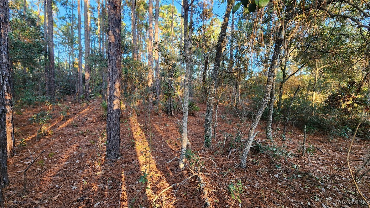 9555 N Old Mill Way, Citrus Springs, Florida image 3