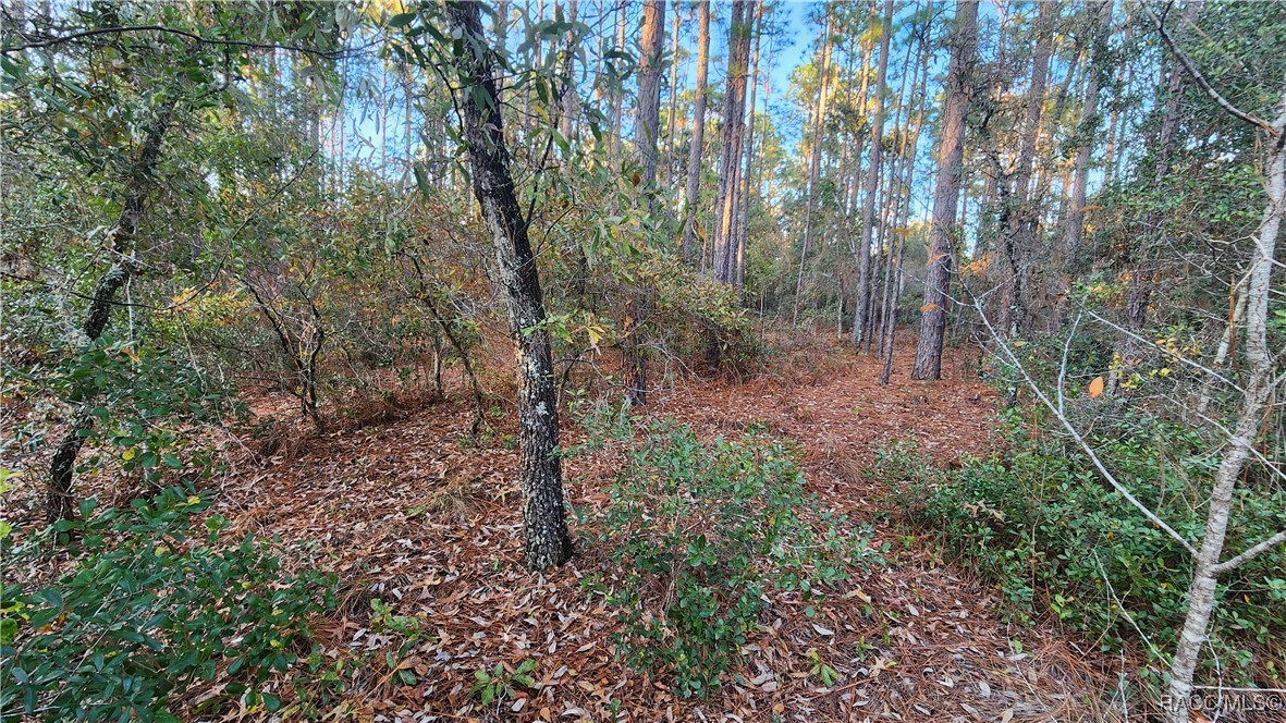 9555 N Old Mill Way, Citrus Springs, Florida image 7