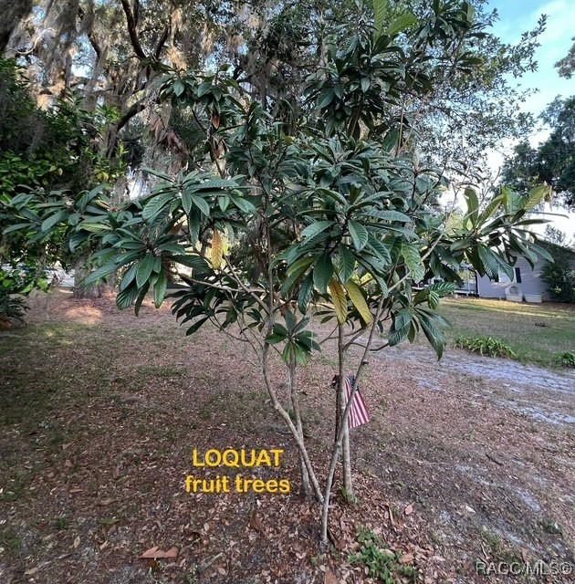 3729 E Turquoise Drive, Hernando, Florida image 11