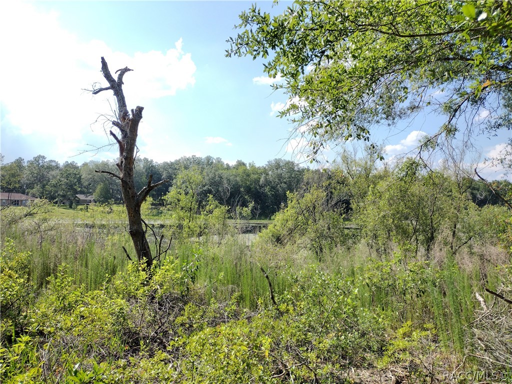 Lot 10 SW 36th Loop, Dunnellon, Florida image 3