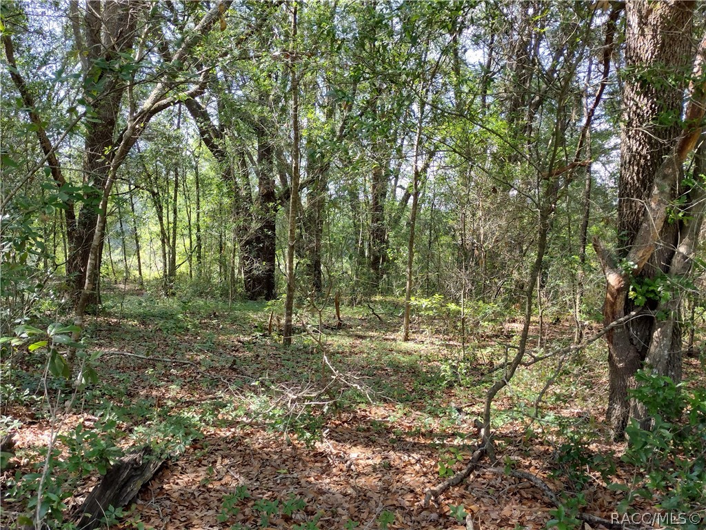 Lot 10 SW 36th Loop, Dunnellon, Florida image 2