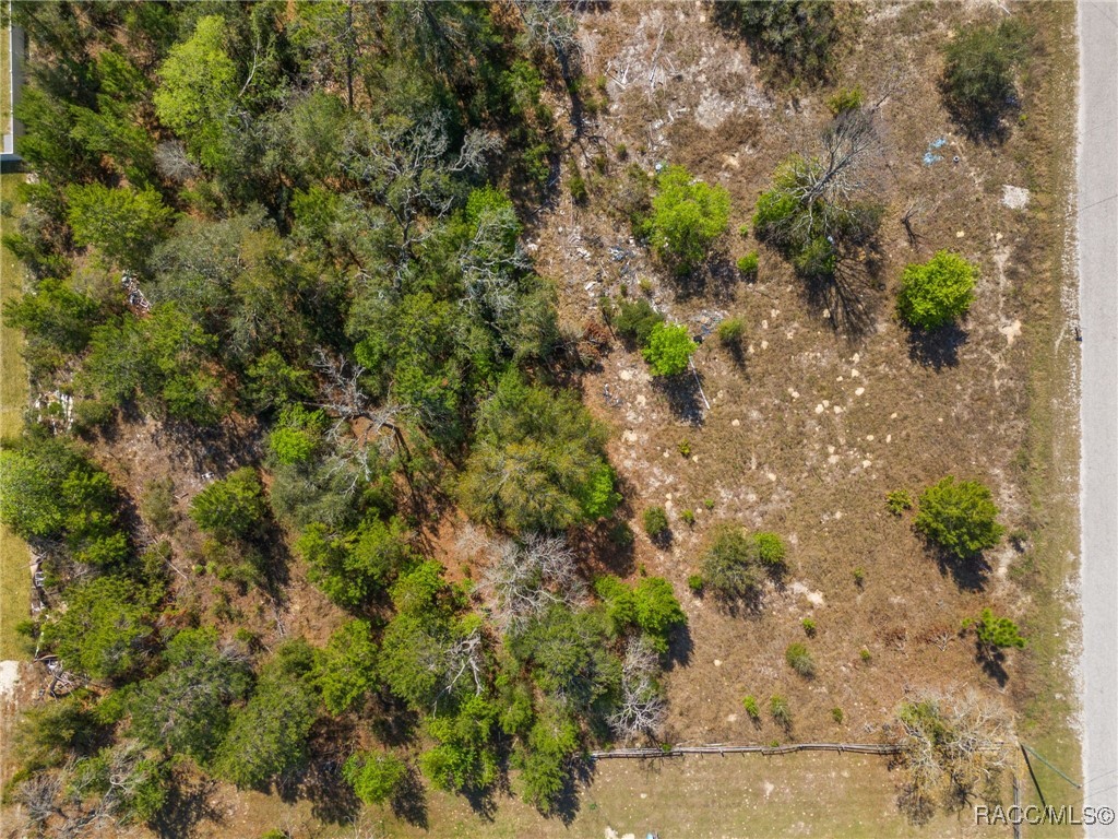 Carlton Street, Spring Hill, Florida image 8