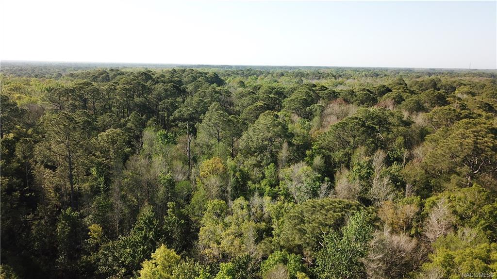 1500 S Candlenut Avenue, Homosassa, Florida image 15