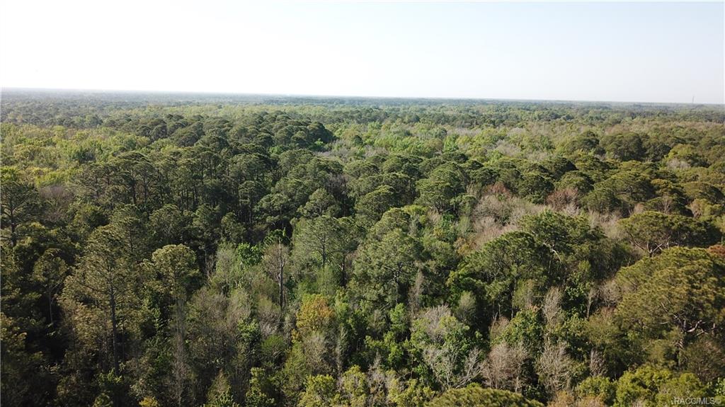 1500 S Candlenut Avenue, Homosassa, Florida image 13