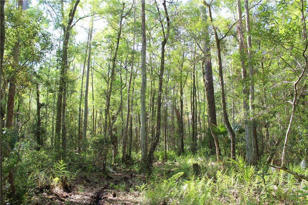 1500 S Candlenut Avenue, Homosassa, Florida image 6