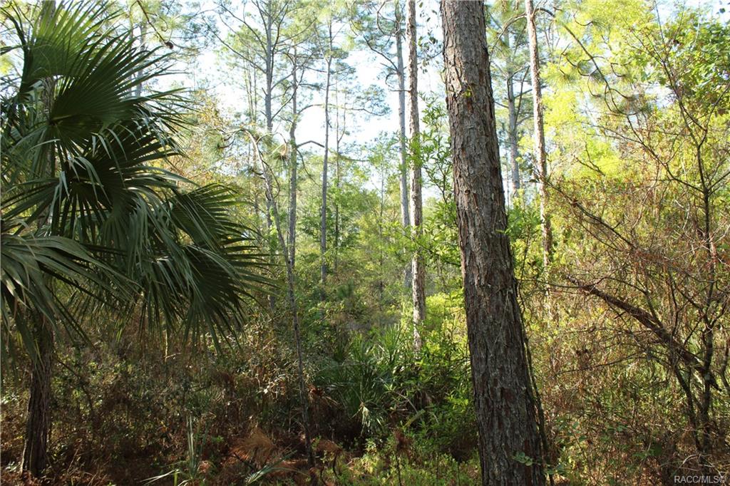 1500 S Candlenut Avenue, Homosassa, Florida image 7