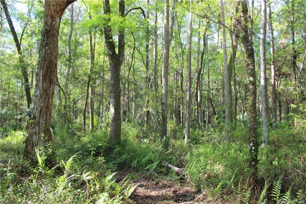 1500 S Candlenut Avenue, Homosassa, Florida image 3