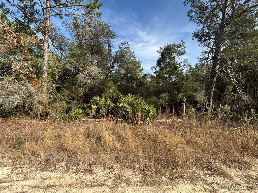 6653 N Zircon Point, Dunnellon, Florida image 2