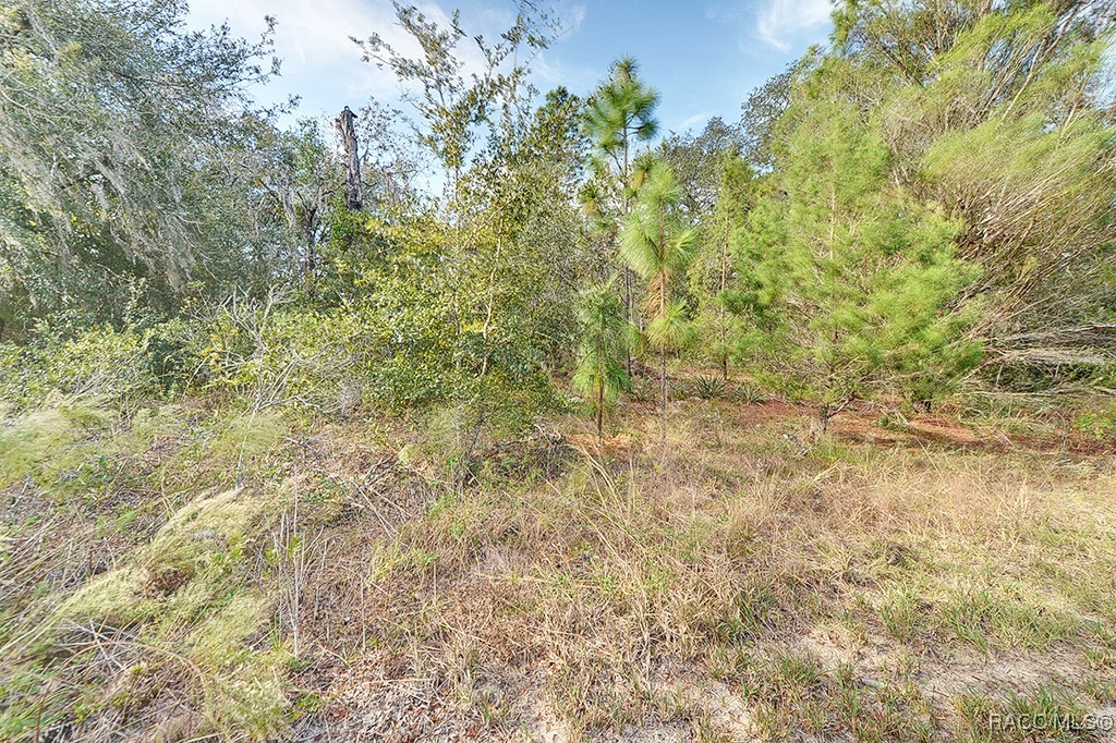 2520 W Riley Drive, Citrus Springs, Florida image 3