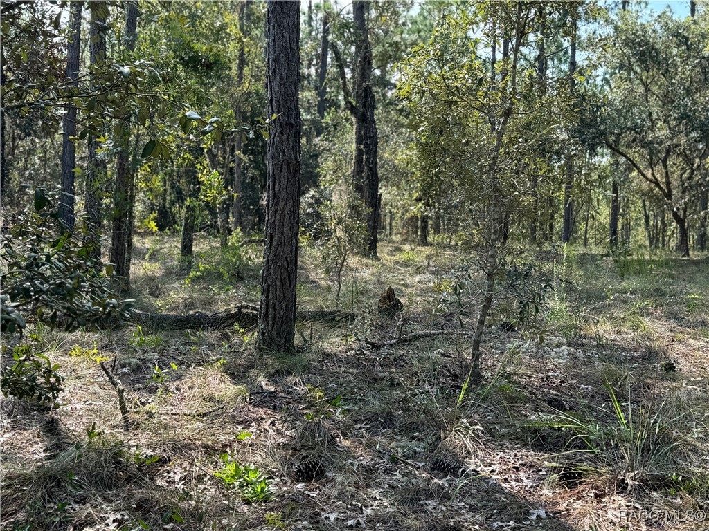 00 SW Neptune Boulevard, Dunnellon, Florida image 7