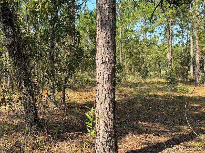 00 SW Neptune Boulevard, Dunnellon, Florida image 6