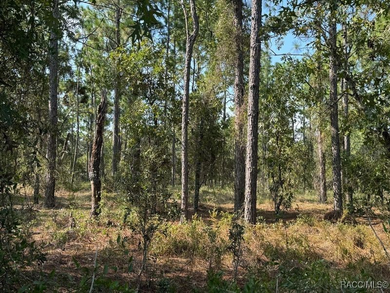 00 SW Neptune Boulevard, Dunnellon, Florida image 5