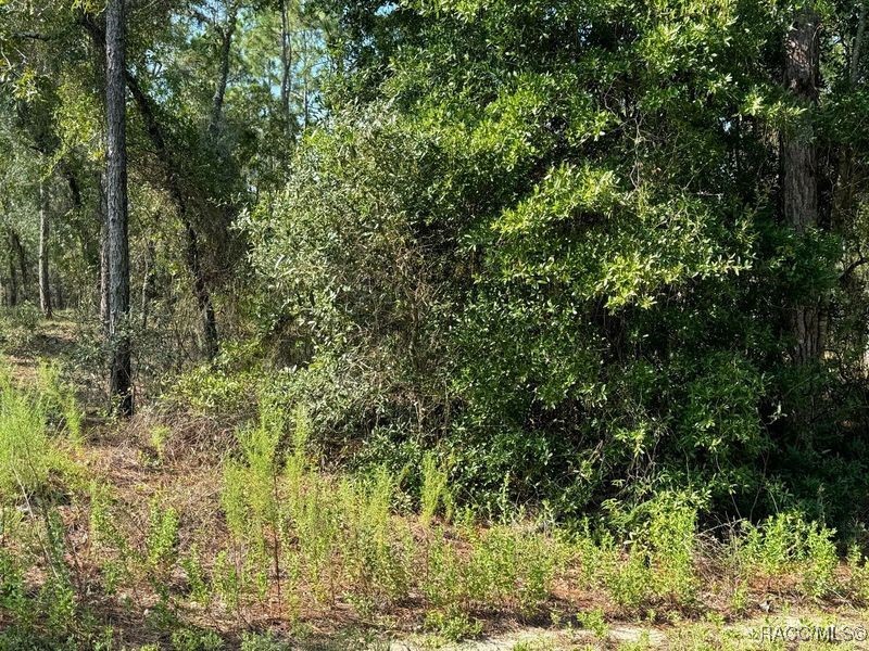 00 SW Neptune Boulevard, Dunnellon, Florida image 8