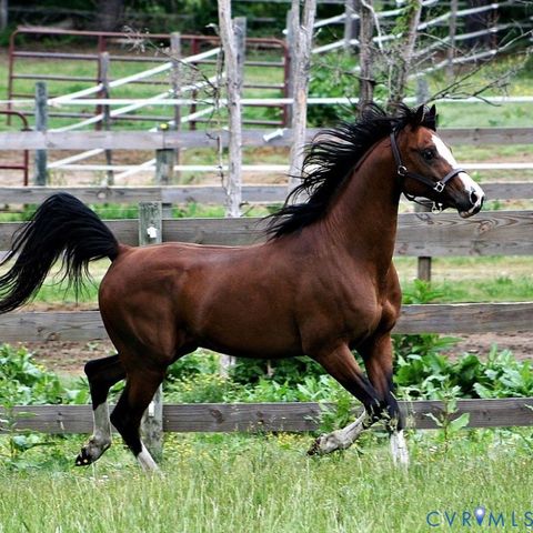 Tiny photo for 3151 Benchmark Trail Trl, Amelia Courthouse, VA 23002 (MLS # 2531919)