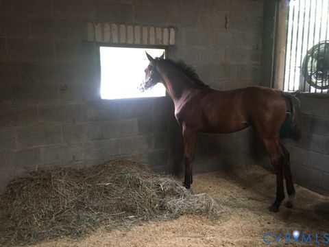 Tiny photo for 3151 Benchmark Trail Trl, Amelia Courthouse, VA 23002 (MLS # 2531919)