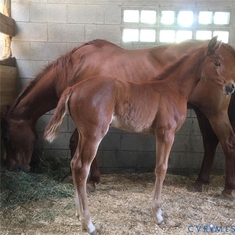 Tiny photo for 3151 Benchmark Trail Trl, Amelia Courthouse, VA 23002 (MLS # 2531919)