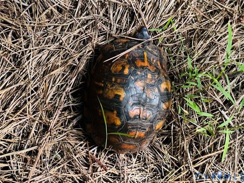 Tiny photo for 00 Parcel B Turnpike Rd, Bohannon, VA 23021 (MLS # 2602688)