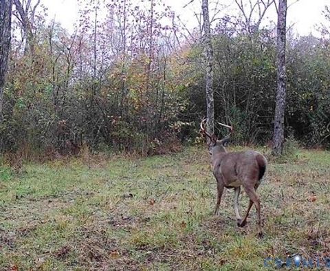 Tiny photo for 0000 Reedy Creek Road, Gasburg, VA 23856 (MLS # 2528148)