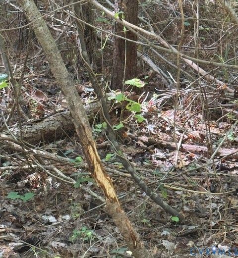 Tiny photo for 0000 Reedy Creek Road, Gasburg, VA 23856 (MLS # 2528148)