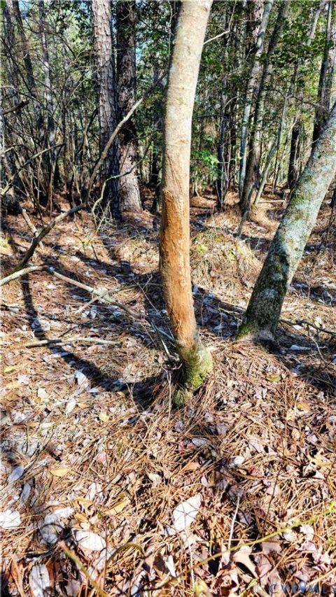 Tiny photo for 0 Loblolly Lane, Disputanta, VA 23842 (MLS # 2607421)