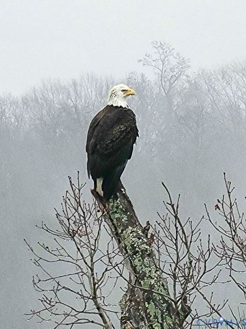 Tiny photo for 301 Beacon Ridge Drive #804, Hopewell, VA 23860 (MLS # 2603439)