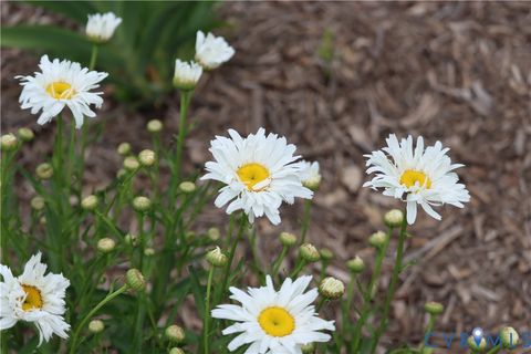 Tiny photo for 1185 Belle Meade Road, Bumpass, VA 23024 (MLS # 2607330)