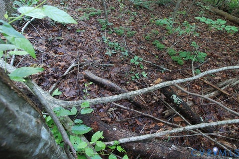 Tiny photo for 0 Barton Road, Green Bay, VA 23942 (MLS # 2624484)