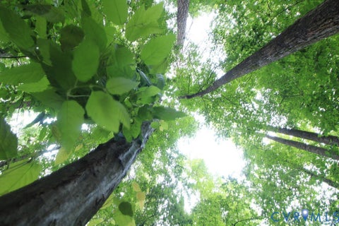 Tiny photo for 0 Barton Road, Green Bay, VA 23942 (MLS # 2624484)